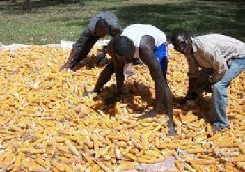 AFLATOXIN BILL HANGS IN BALANCE AS TANZANIA DELAYS ITS THE RATIFICATION.