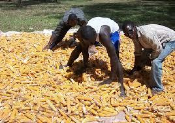 Aflatoxin Bill Hangs In Balance As Tanzania Delays Its The Ratification.