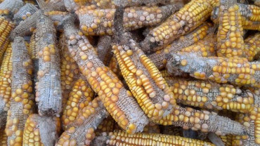 AFFLATOXIN BILL IN THE OFFING AS EAST AFRICAN COMMUNITY SEEKS FUNDING.